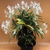 Neofinetia falcata Suruga Fukurin 駿河覆輪 